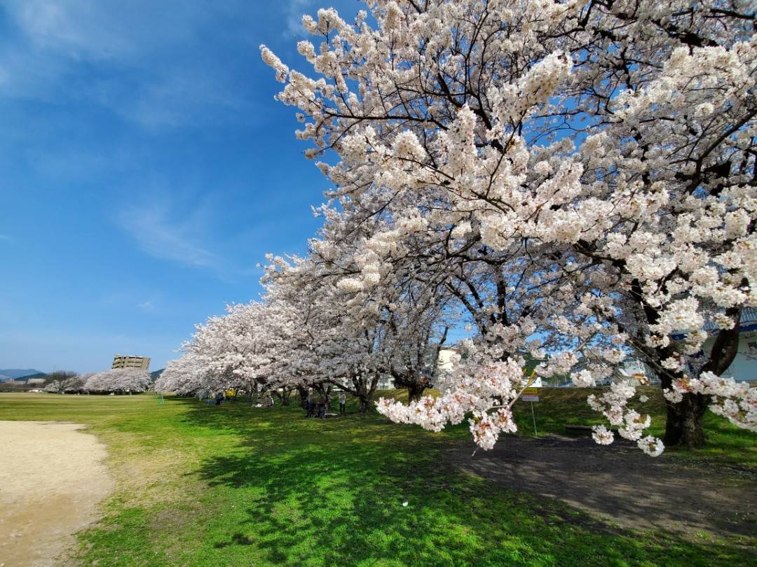 桜がもうすぐですよ～🌸🌸