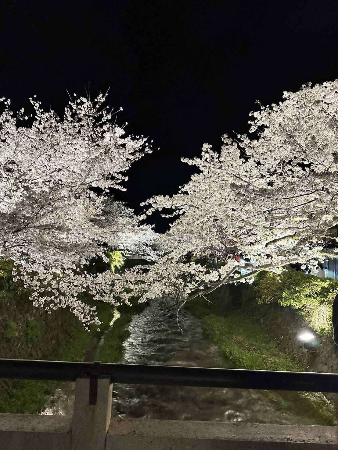 山口市は桜が満開です🌸